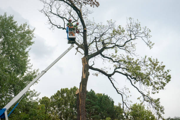 Trusted Farrell, PA Tree Service Experts